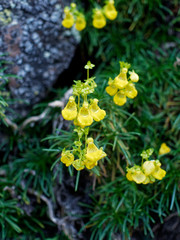 Calceolaria pinifolia