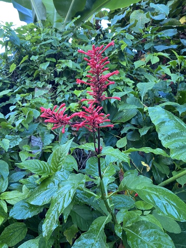 Odontonema cuspidatum