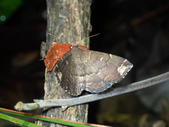 Adrapsa quadrilinealis