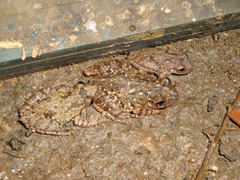 Scinax granulatus