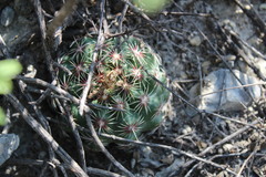 Thelocactus bicolor