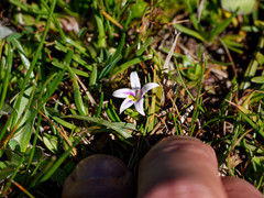 Lobelia oligophylla