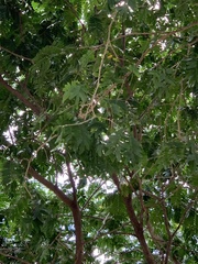 Fabaceae
