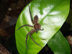 Heteropoda amphora
