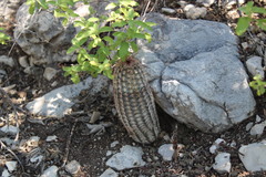 Echinocereus armatus