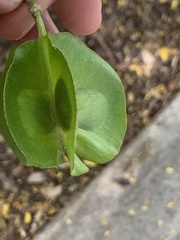 Fabaceae