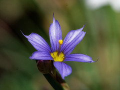 Sisyrinchium chilense