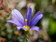 Sisyrinchium chilense