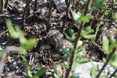 Coryphantha nickelsiae