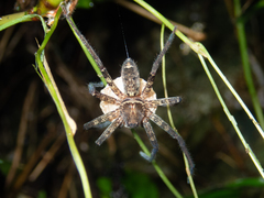 Heteropoda amphora