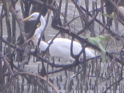 Great Egret