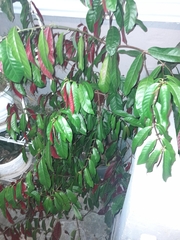 Excoecaria cochinchinensis