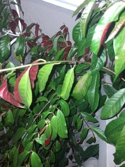 Excoecaria cochinchinensis