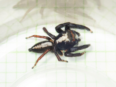 Orientattus hongkong