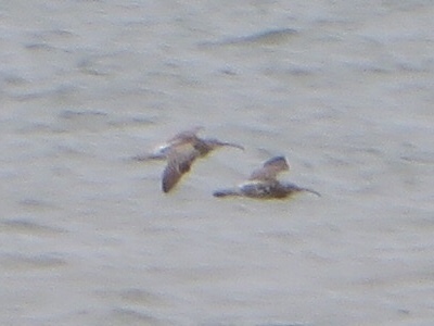Eurasian Whimbrel