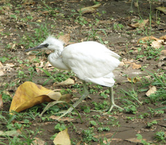 Egretta garzetta