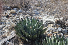Agave nickelsiae