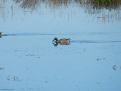 Anas platyrhynchos × Spatula clypeata
