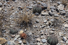 Echinocactus horizonthalonius horizonthalonius