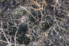 Mammillaria melanocentra melanocentra