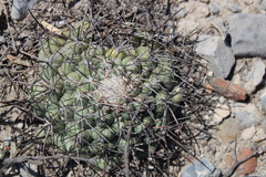 Coryphantha poselgeriana