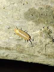 Androniscus dentiger