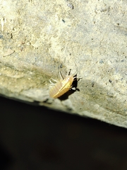 Androniscus dentiger