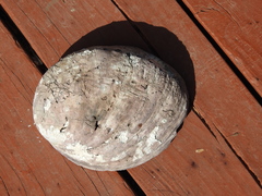 Haliotis cracherodii