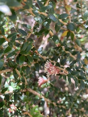 Trochocarpa cunninghamii