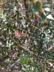 Trochocarpa cunninghamii