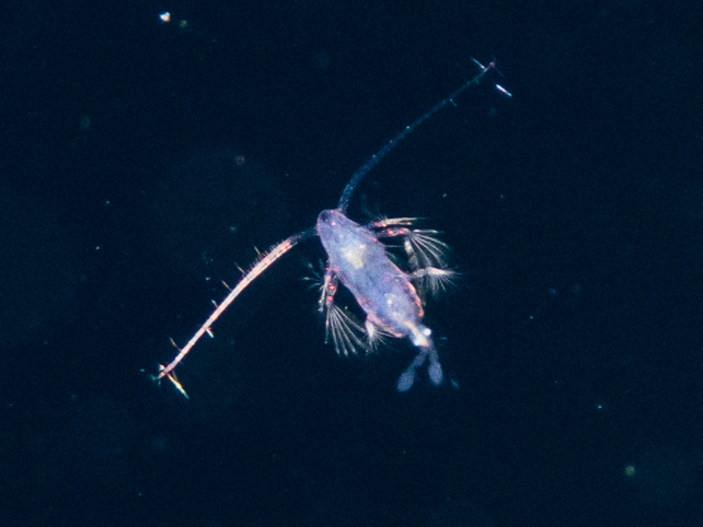 Subeucalanus