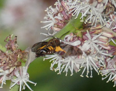 Macroglossum alcedo