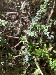 Trochocarpa cunninghamii