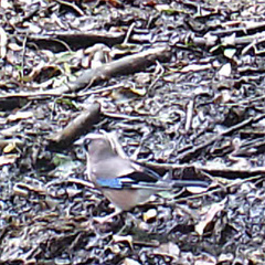 Garrulus glandarius japonicus