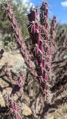Cylindropuntia thurberi