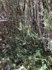 Trochocarpa cunninghamii