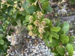 Pithecellobium keyense