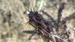 Cylindropuntia thurberi