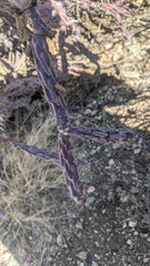 Cylindropuntia thurberi