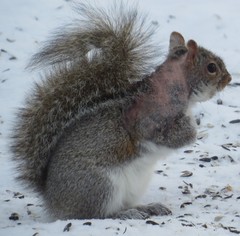 Notoedres centrifera