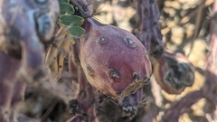 Cylindropuntia thurberi
