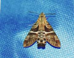 Macroglossum errans