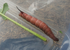 Macroglossum prometheus