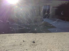 Araneidae