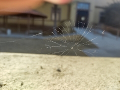 Araneidae