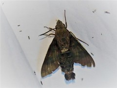 Macroglossum micacea