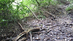 Garrulus glandarius japonicus