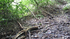 Garrulus glandarius japonicus