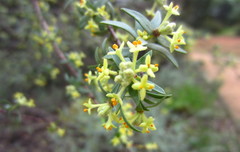 Pimelea microcephala