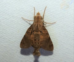 Macroglossum prometheus